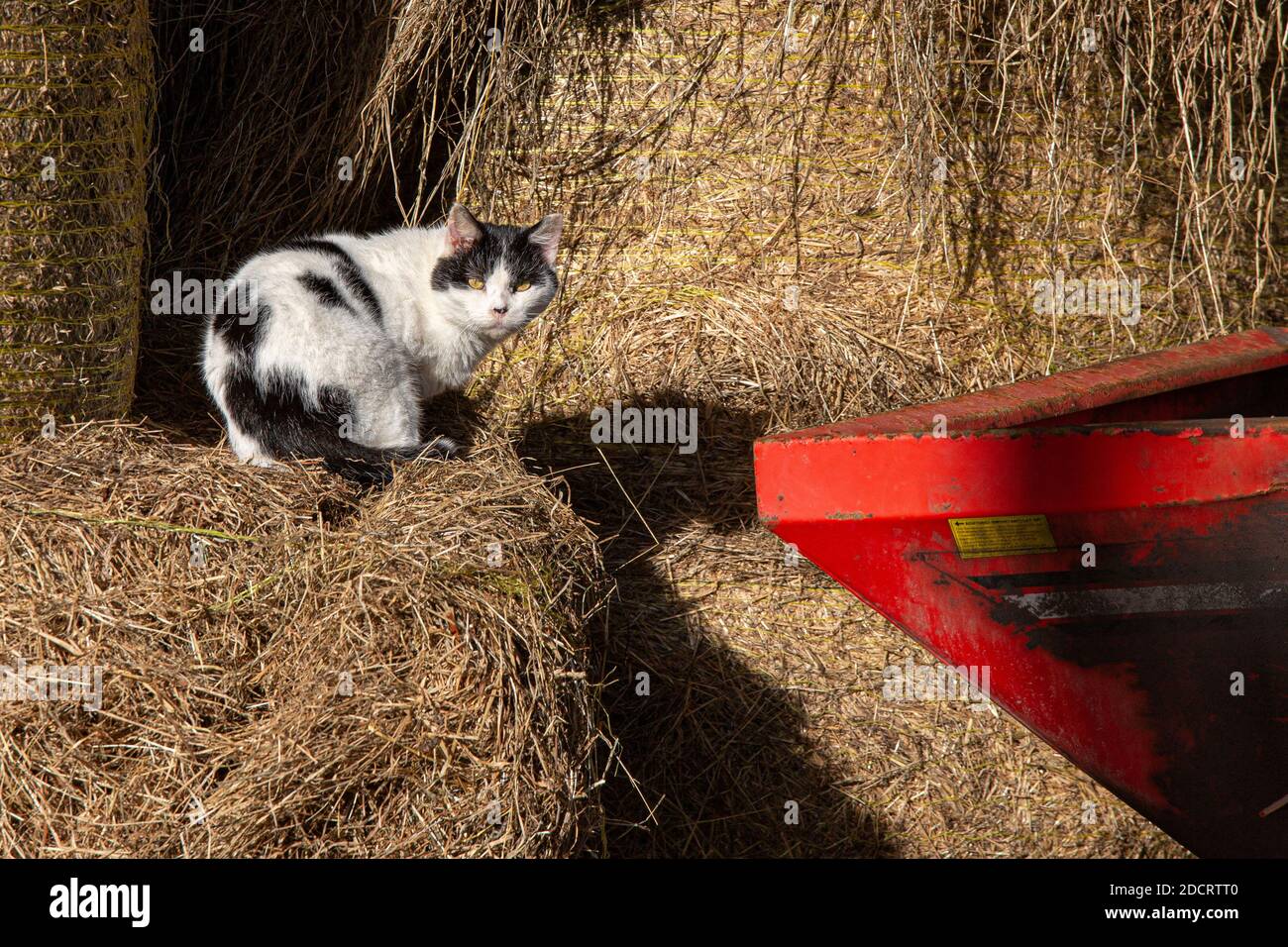 Schwarze und weiße Farmkatze auf Heuballen auf Ackerland, County Kerry, Irland Stockfoto