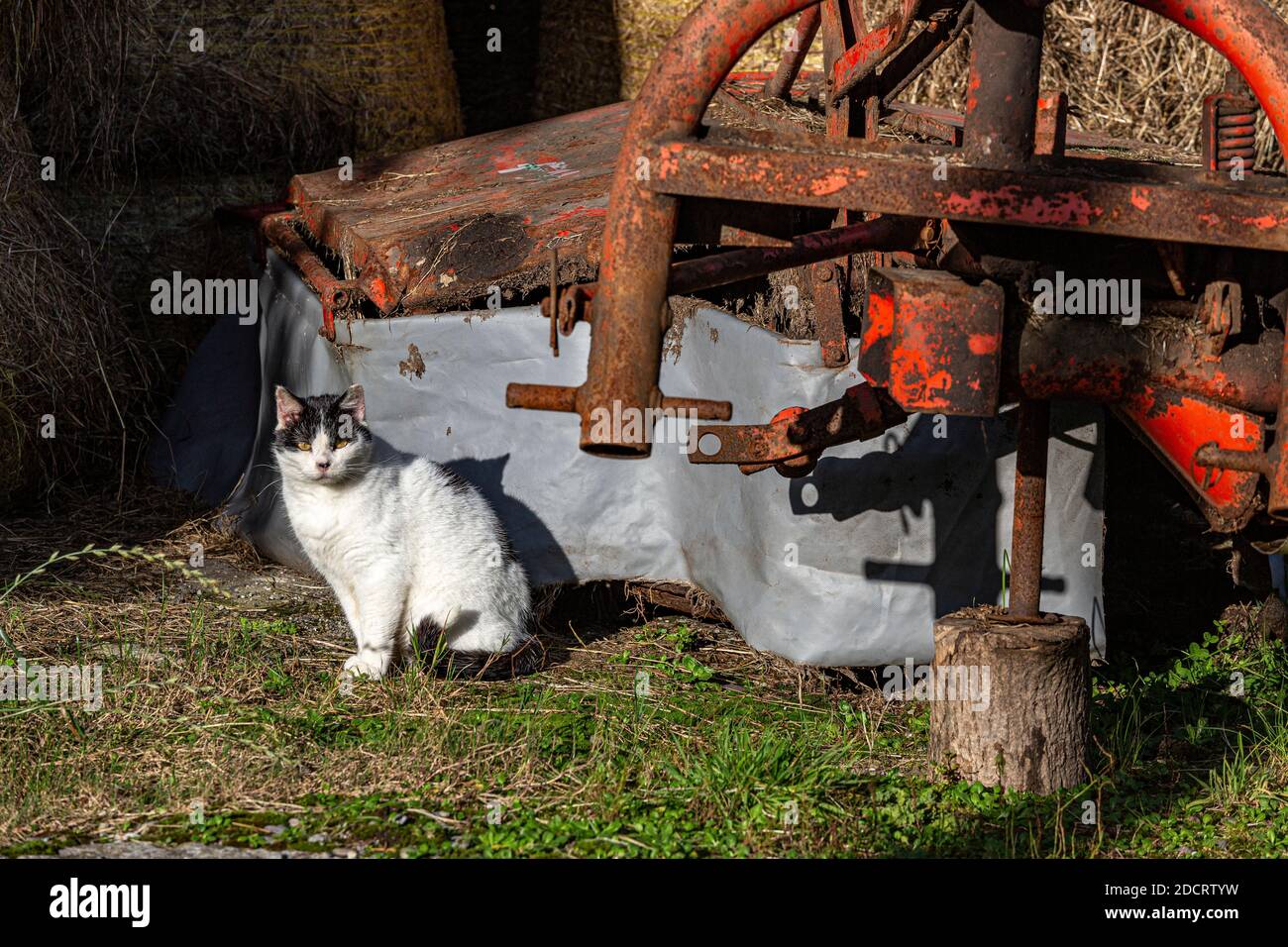 Schwarze und weiße Farmkatze auf Heuballen auf Ackerland, County Kerry, Irland Stockfoto