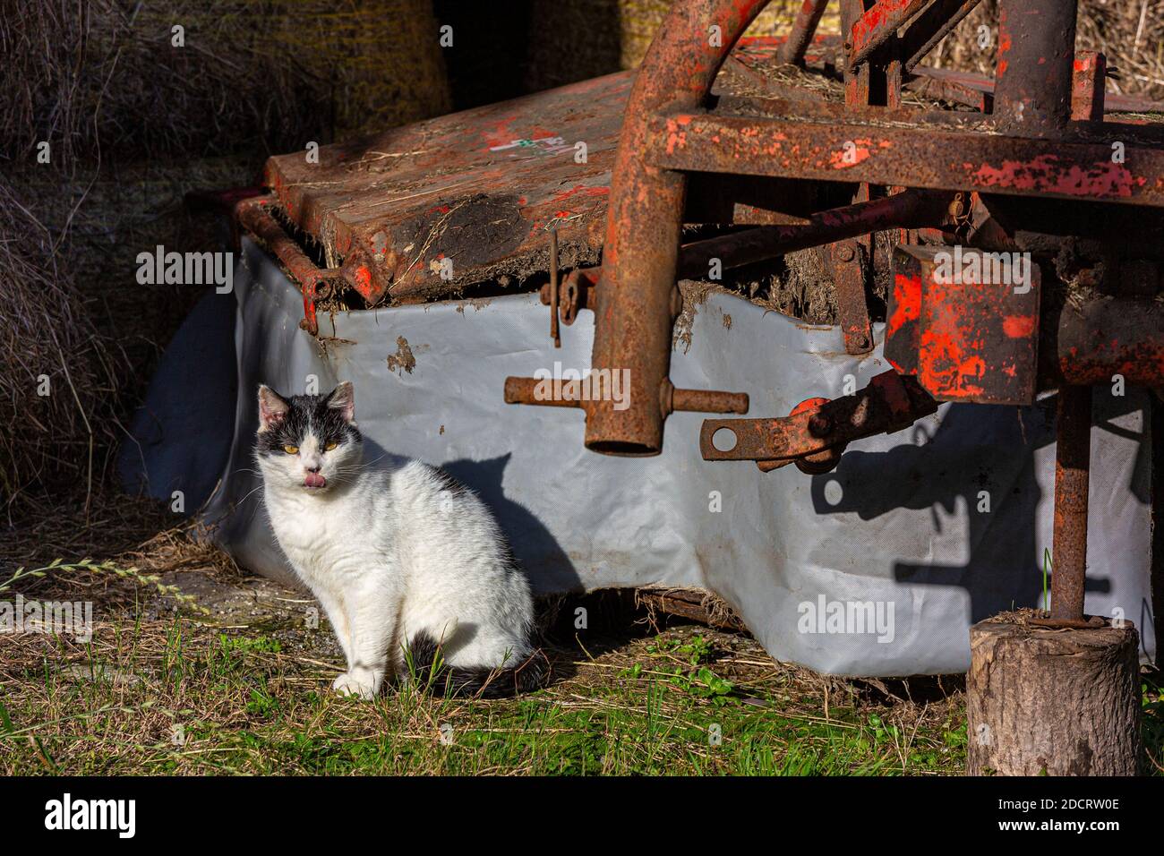 Schwarze und weiße Farmkatze auf Heuballen auf Ackerland, County Kerry, Irland Stockfoto