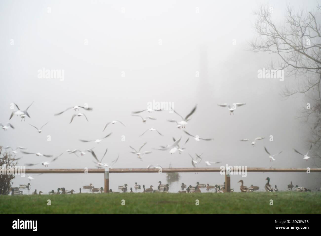 Kidderminster, Großbritannien. November 2020. UK Wetter: Schwerer Nebel bedeckt einen öffentlichen Park, während Vögel in den nebligen Nebel über einem Pool fliegen. Kredit: Lee Hudson/Alamy Live Nachrichten Stockfoto