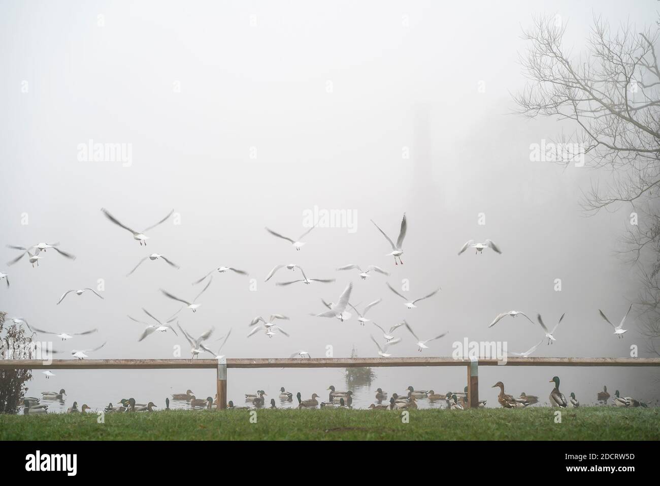 Kidderminster, Großbritannien. November 2020. UK Wetter: Schwerer Nebel bedeckt einen öffentlichen Park, während Vögel in den nebligen Nebel über einem Pool fliegen. Kredit: Lee Hudson/Alamy Live Nachrichten Stockfoto