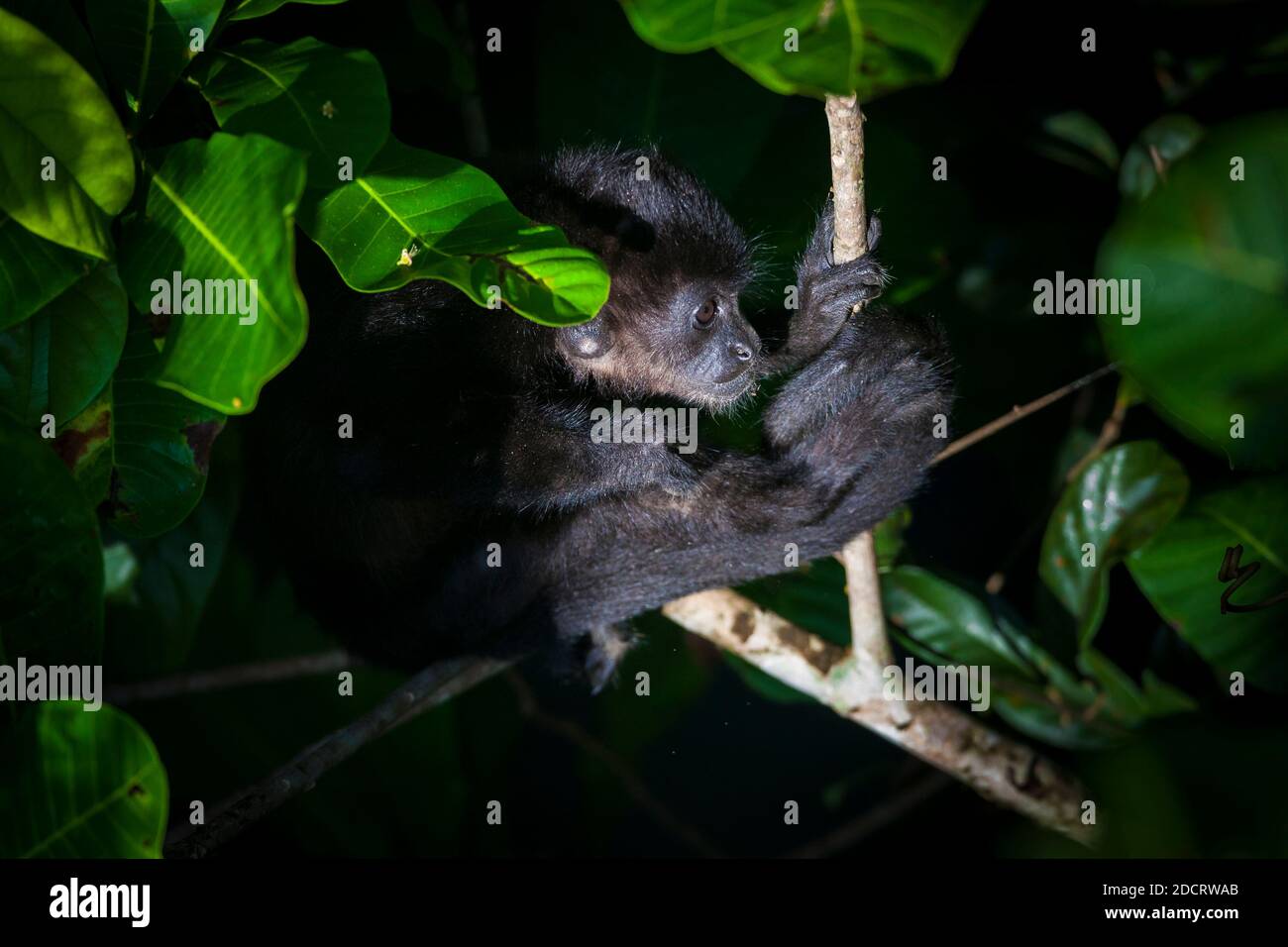 Die Tierwelt Panamas mit einem jungen Mantelbrüllaffen, Alouatta palliata, im Regenwald des Nationalparks Soberania, Republik Panama. Stockfoto