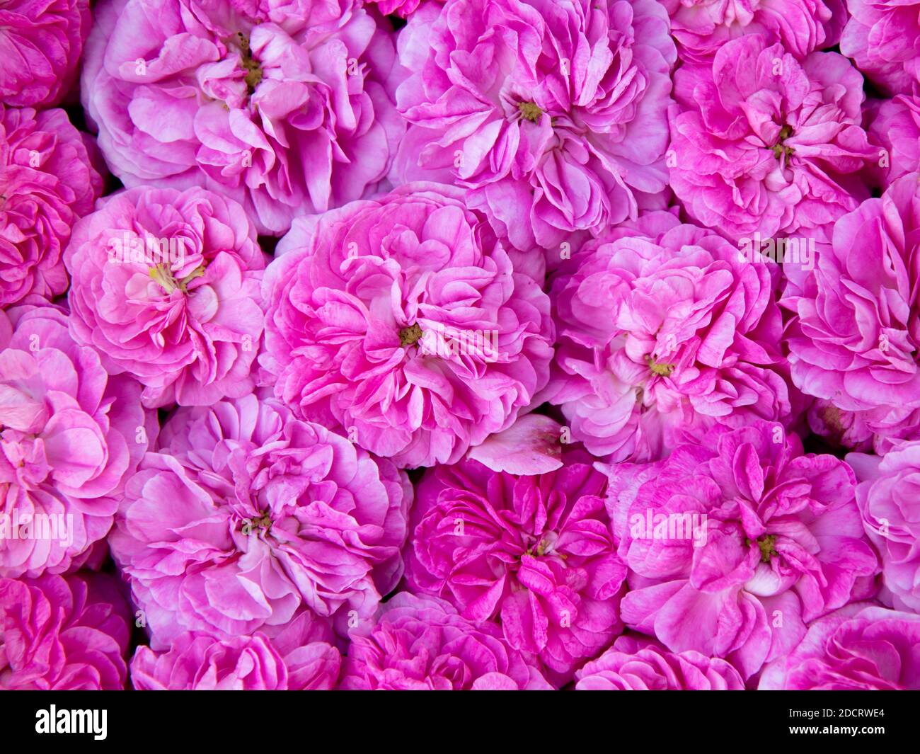 Rosenblüten Hintergrund, Draufsicht. Rosafarbene Wildrosen. Stockfoto
