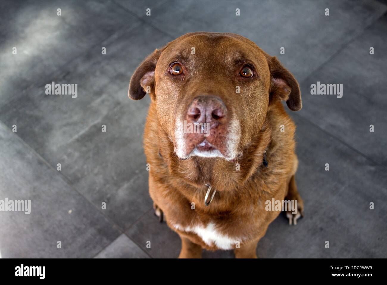 Porträt eines großen braunen Hundes. Hund sitzt auf grauem Fliesenboden. Cute Labrador Hund Nahaufnahme. Stockfoto
