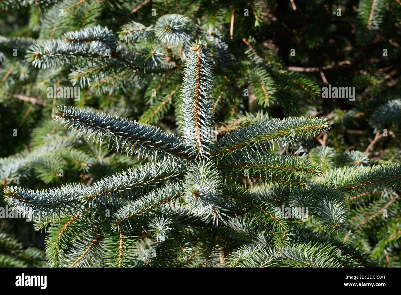 Blaugrüne Blattnadeln der Sitka Fichte Picea sitchensis Nadelbaum Stockfoto