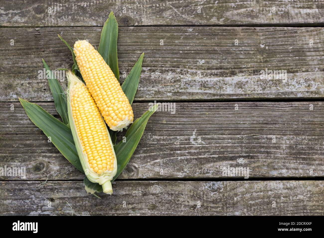 Zuteilung Leben, wachsen Sie Ihre eigenen Lebensmittel und Gemüse Stockfoto