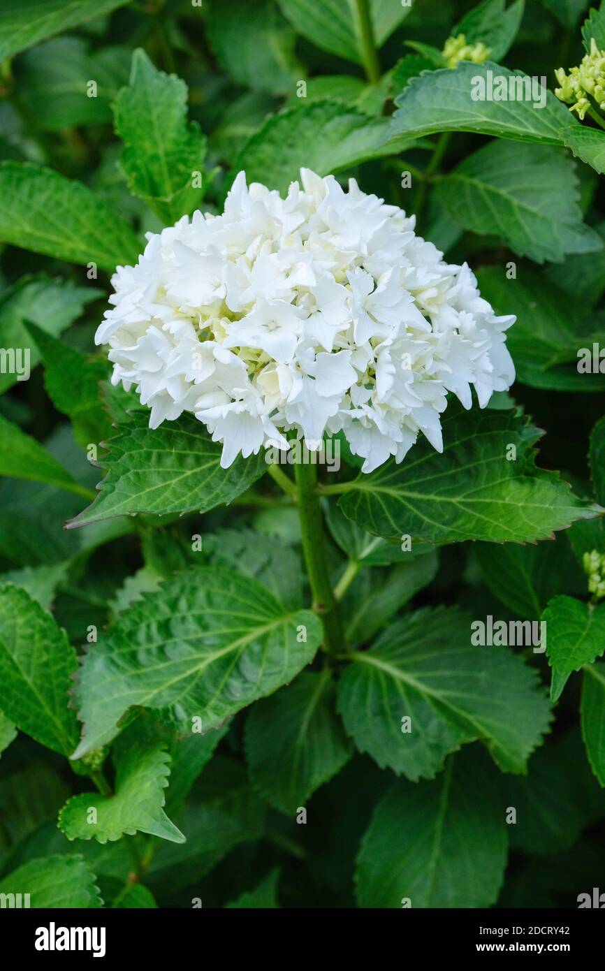 Weiße Blüten der Hydrangea macrophylla 'Nymphe' Stockfoto