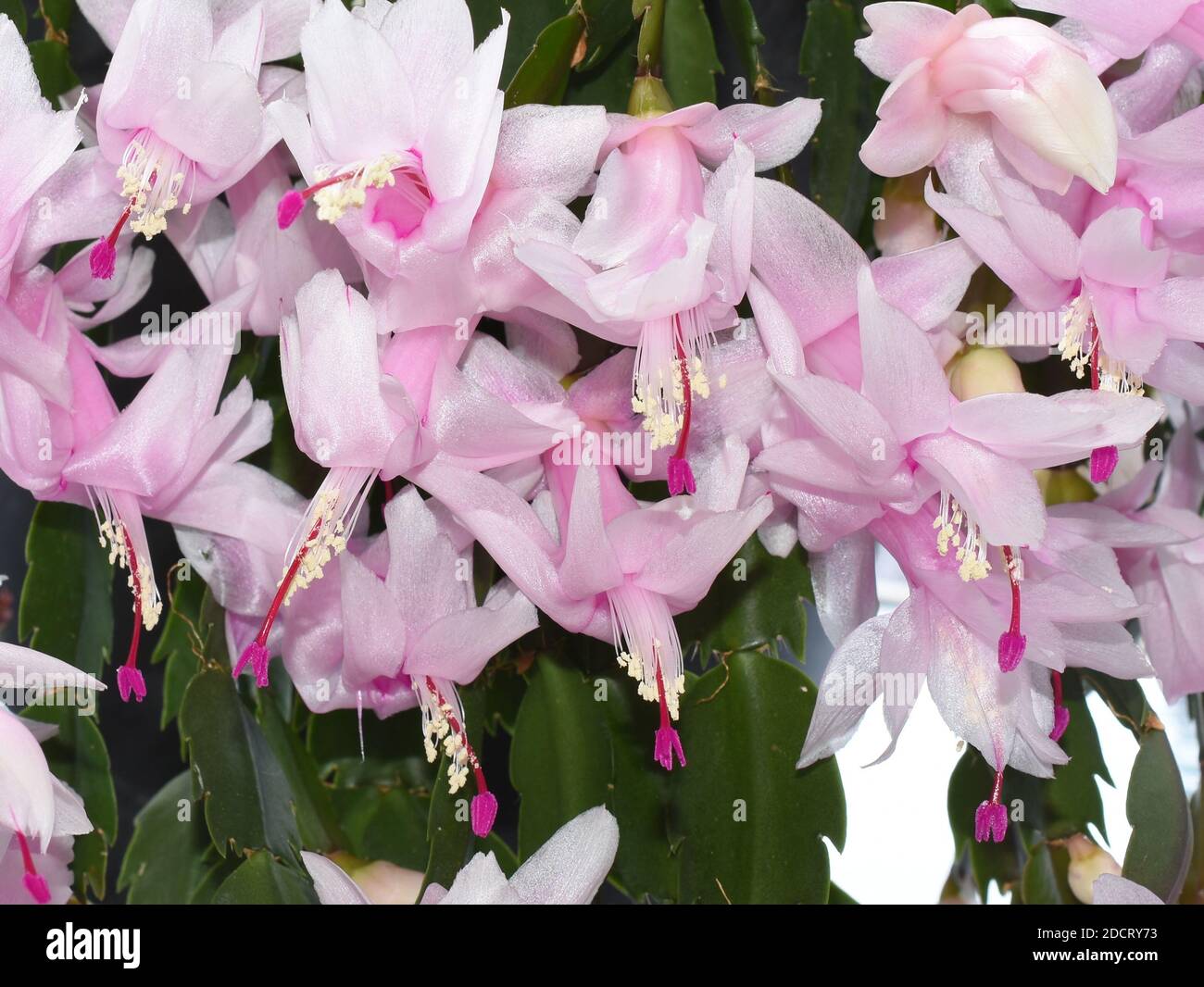 Falscher weihnachtskaktus Schlumbergera truncata mit hellrosa Blüten Stockfoto