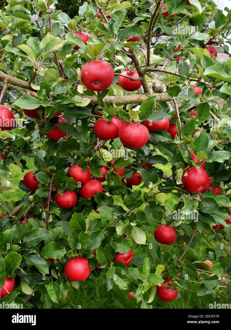Gefallene Äpfel liegen auf dem Boden unter Baum mit reifen Rote Äpfel Stockfoto
