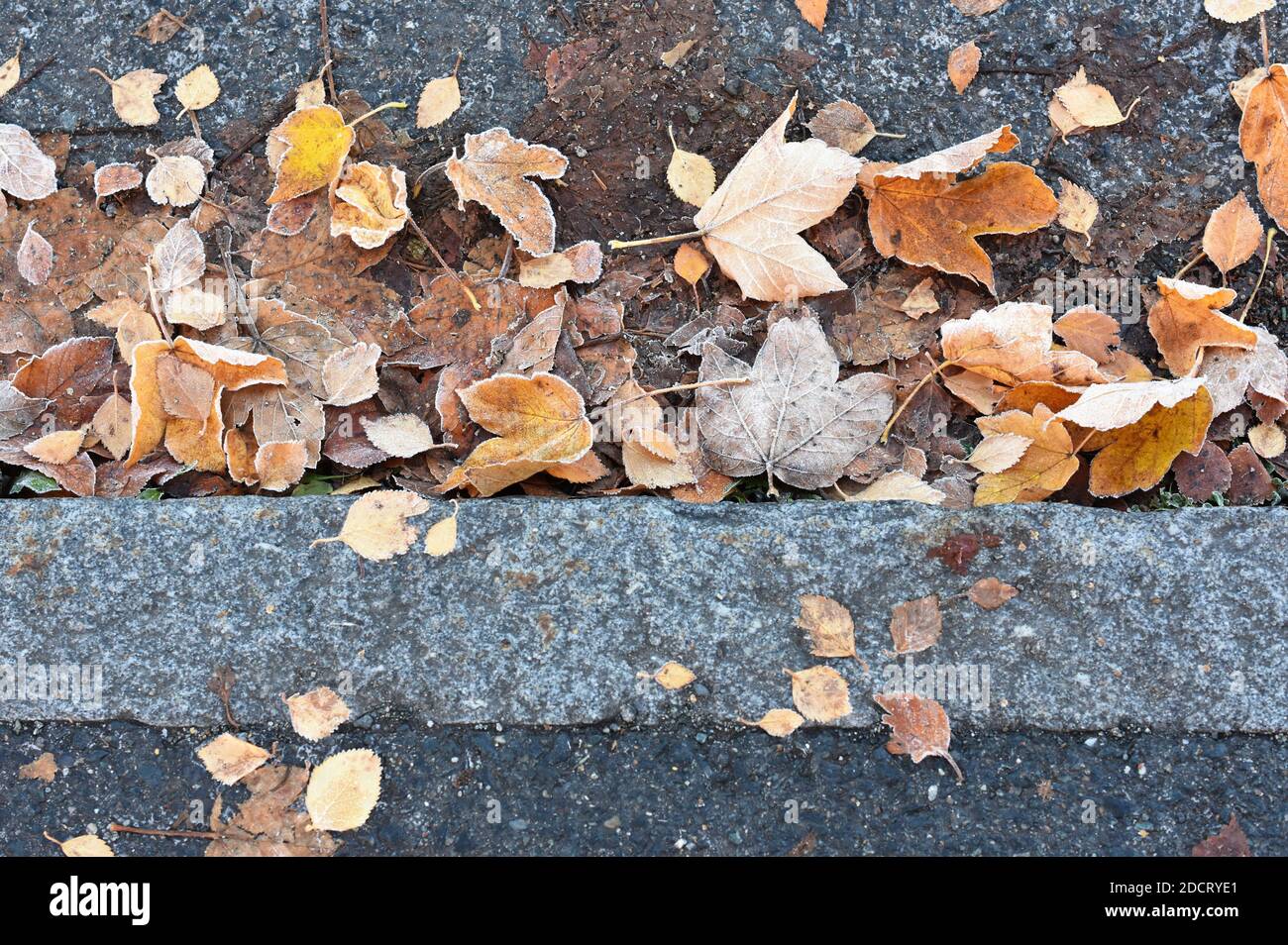 Herbst Blätter, die auf dem Gehweg und der Straße liegen Stockfoto