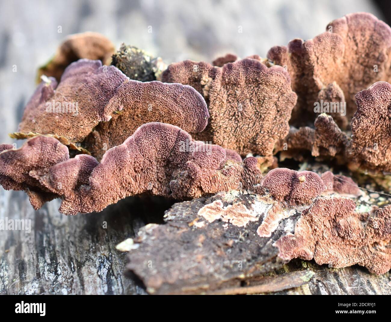 Der saprophytische Pilz Trichaptum abietinum wächst auf der Rinde von Ein Nadelbaum mit Unterseite Stockfoto
