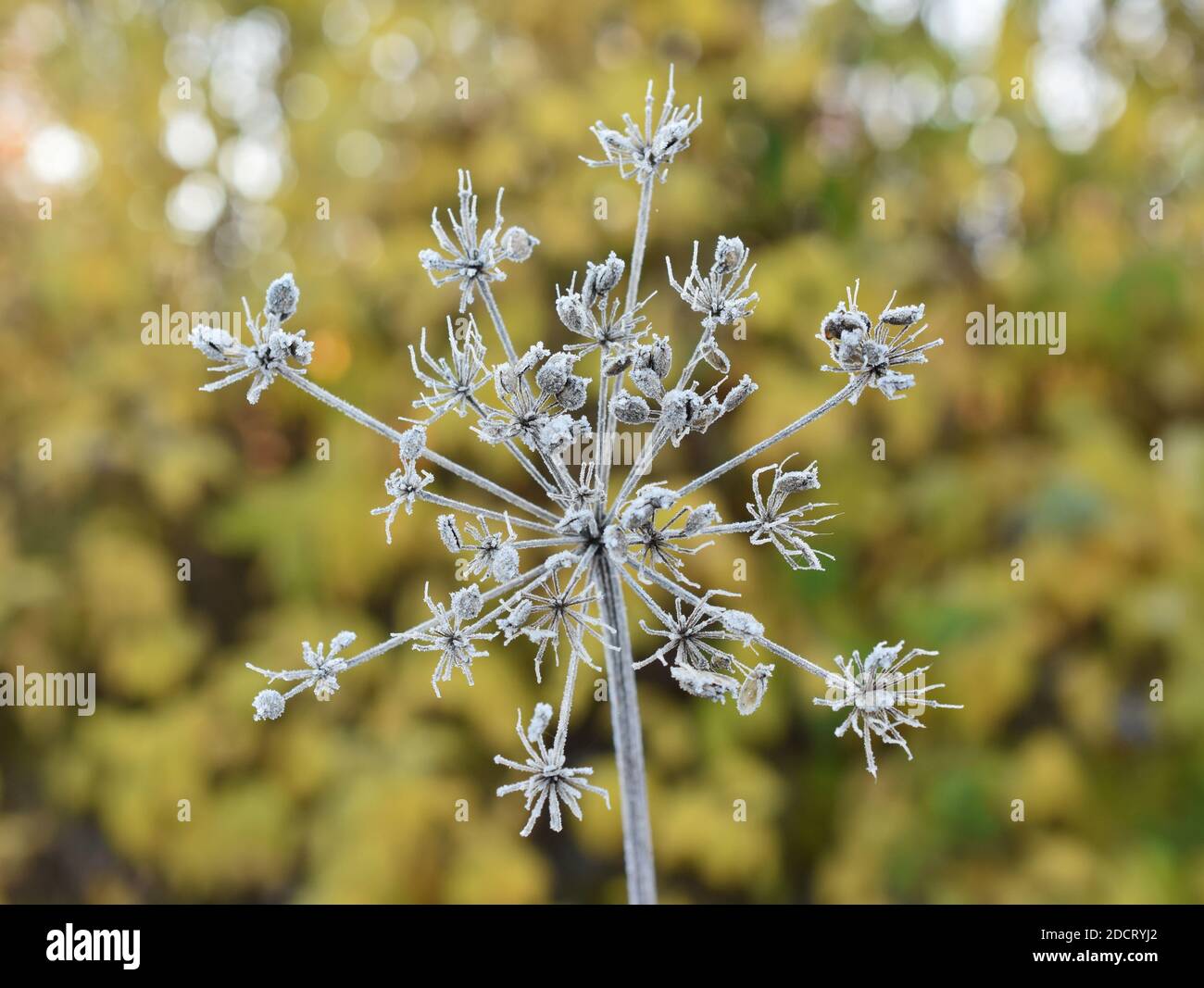 Nahaufnahme auf Reim auf umbellifer Pflanze Dolde im Spätherbst Stockfoto