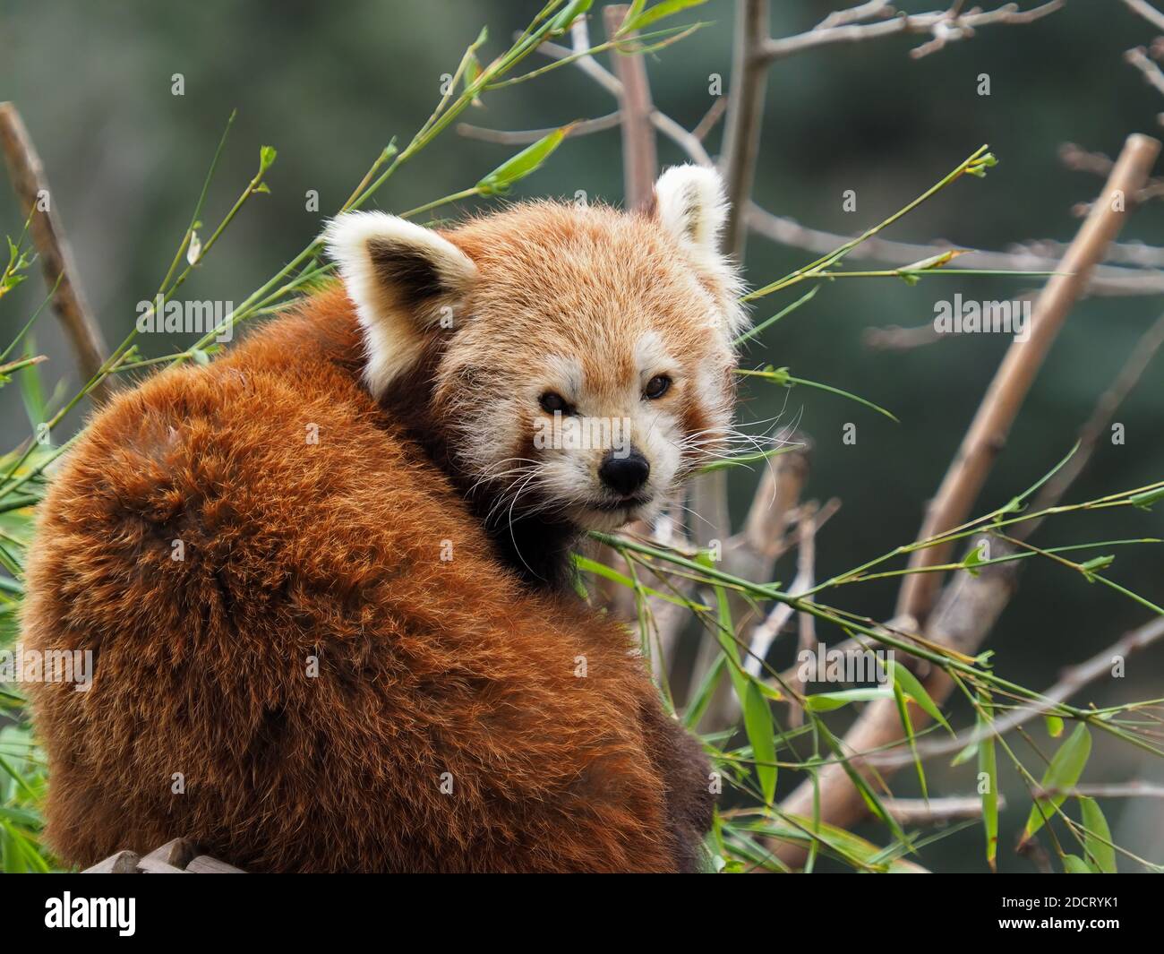 Der rote Panda stammt aus den Bergregionen des Himalaya, Er lebt in der Regel in den feuchten gemäßigten Wäldern Stockfoto