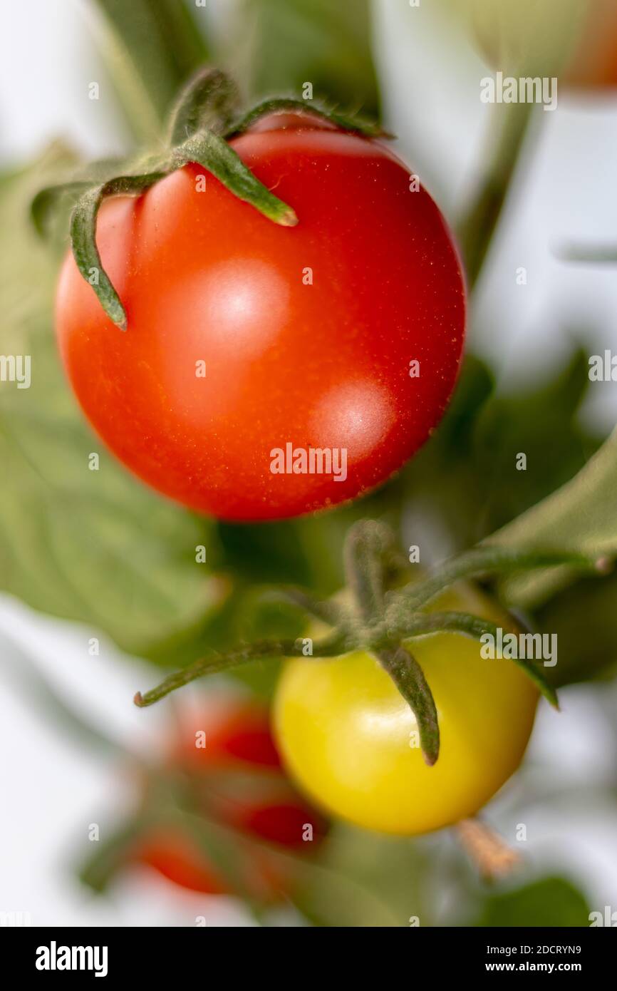 Zuteilung Leben, wachsen Sie Ihre eigenen Lebensmittel und Gemüse Stockfoto