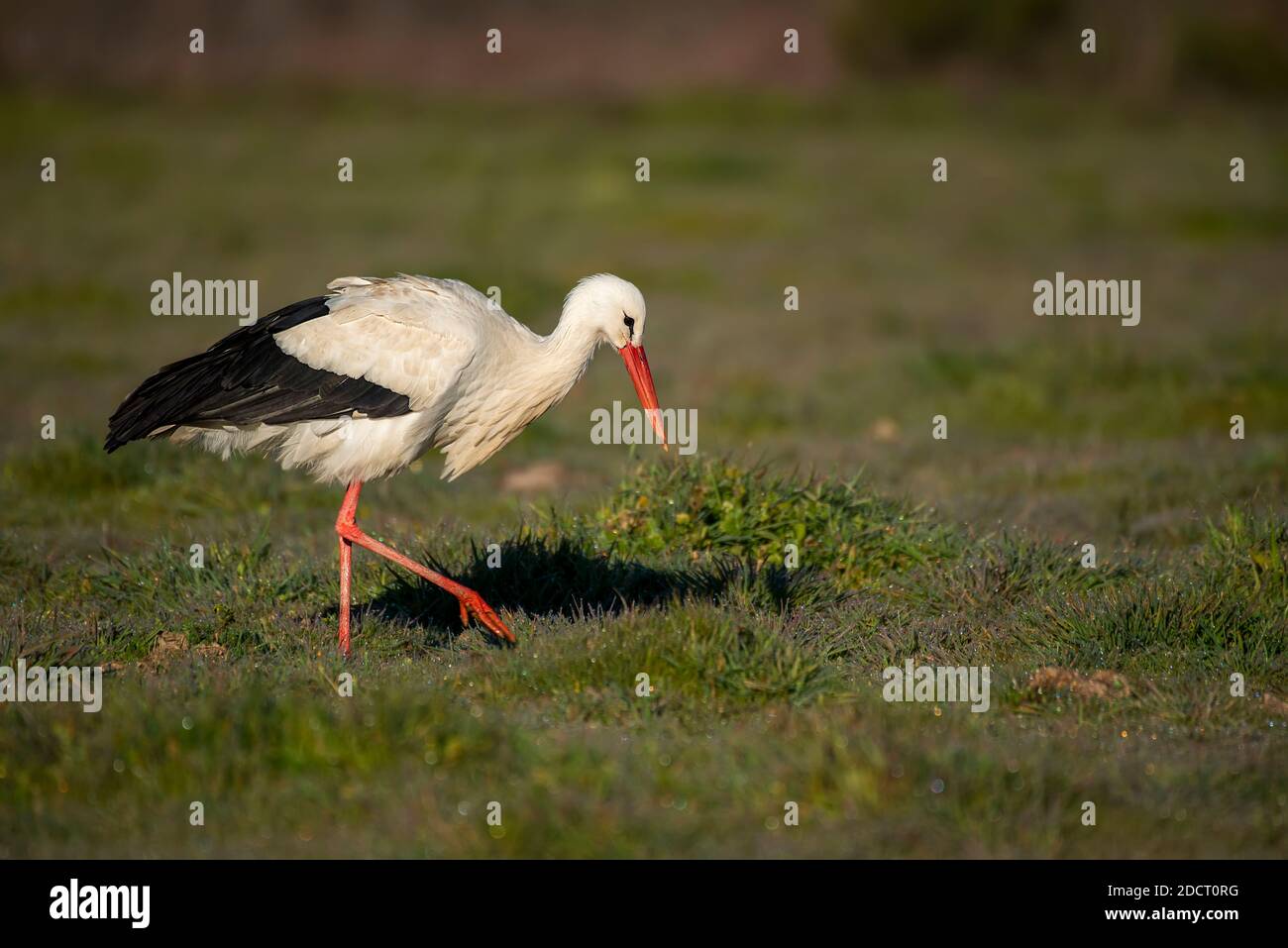 Gemeiner Storch, der Insekten auf dem Feld frisst Stockfoto