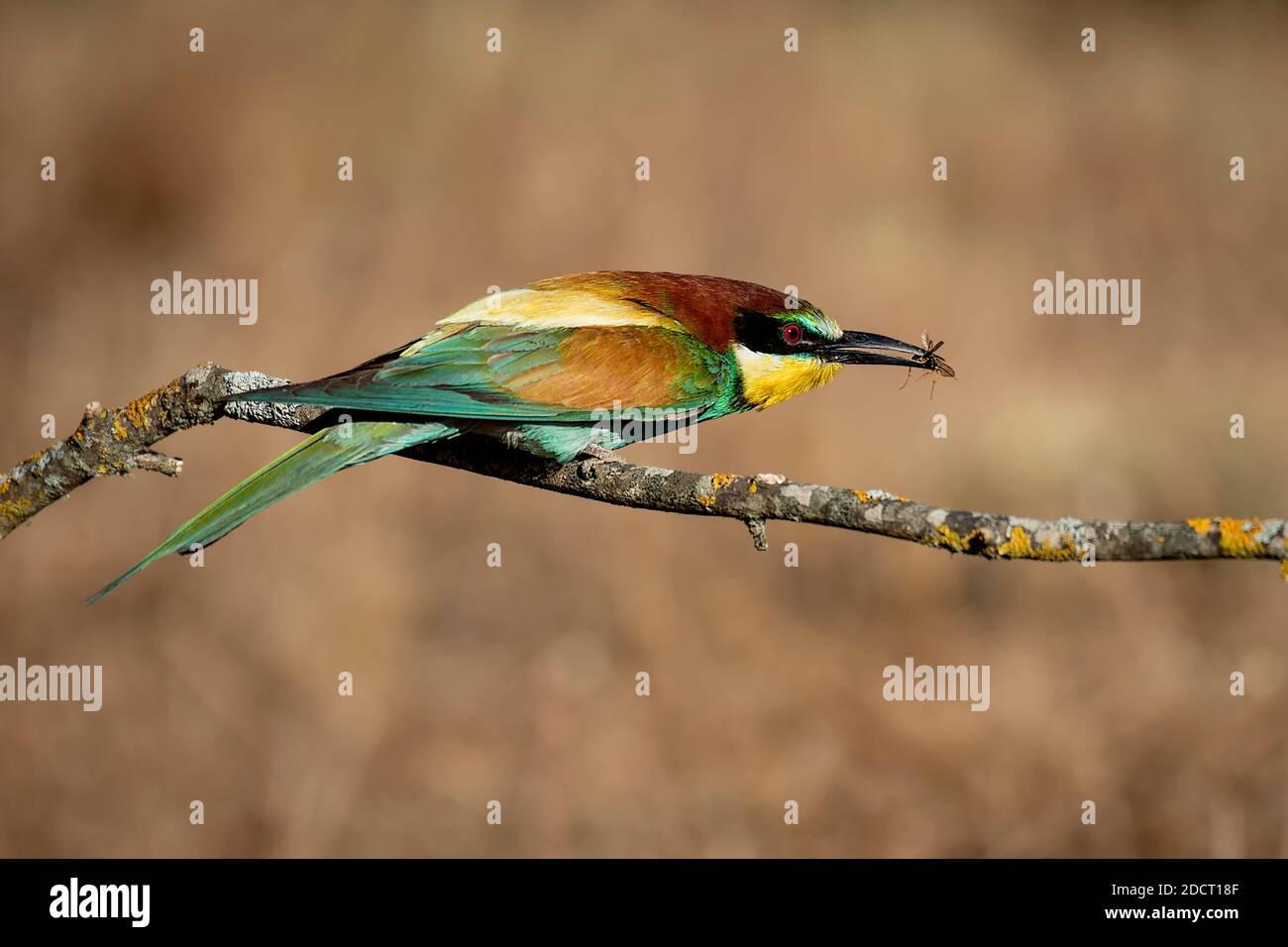 Bienenfresser mit einer Biene im Schnabel auf einem Verzweigung Stockfoto