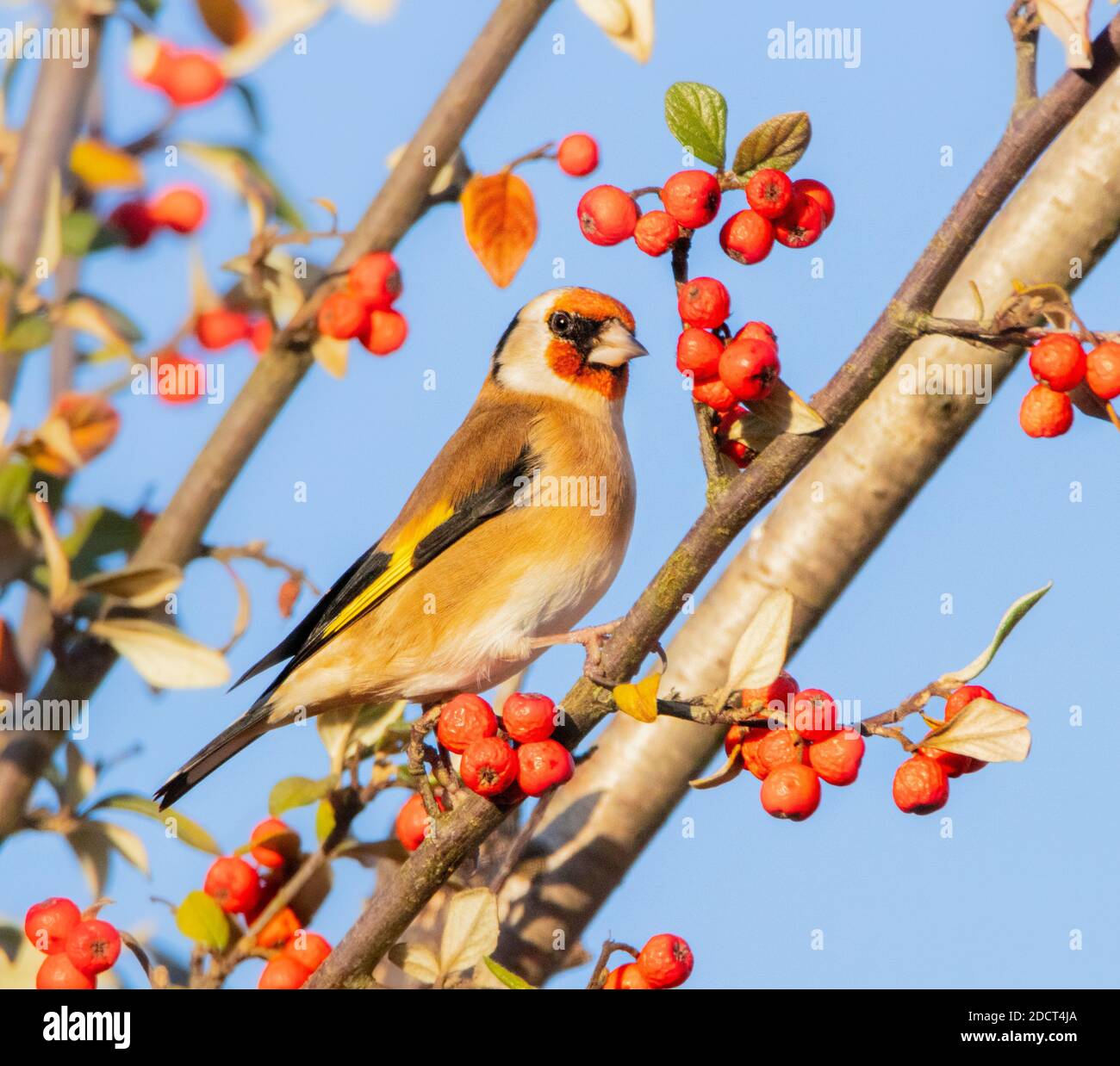 Goldfinch, Carduelis carduelis, kleiner farbenfroher Vogel, der auf einem Zweig in einem britischen Garten thront Stockfoto