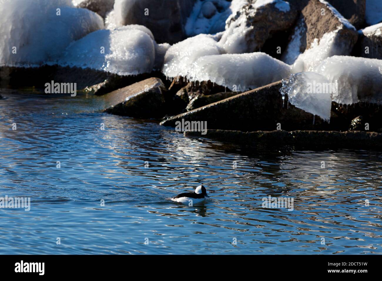 BUFFLEHEAD (BUCEPHALA ALBEOLA) BEIM SCHWIMMEN IN LAKE ONTARIO, TORONTO, KANADA, NORDAMERIKA Stockfoto