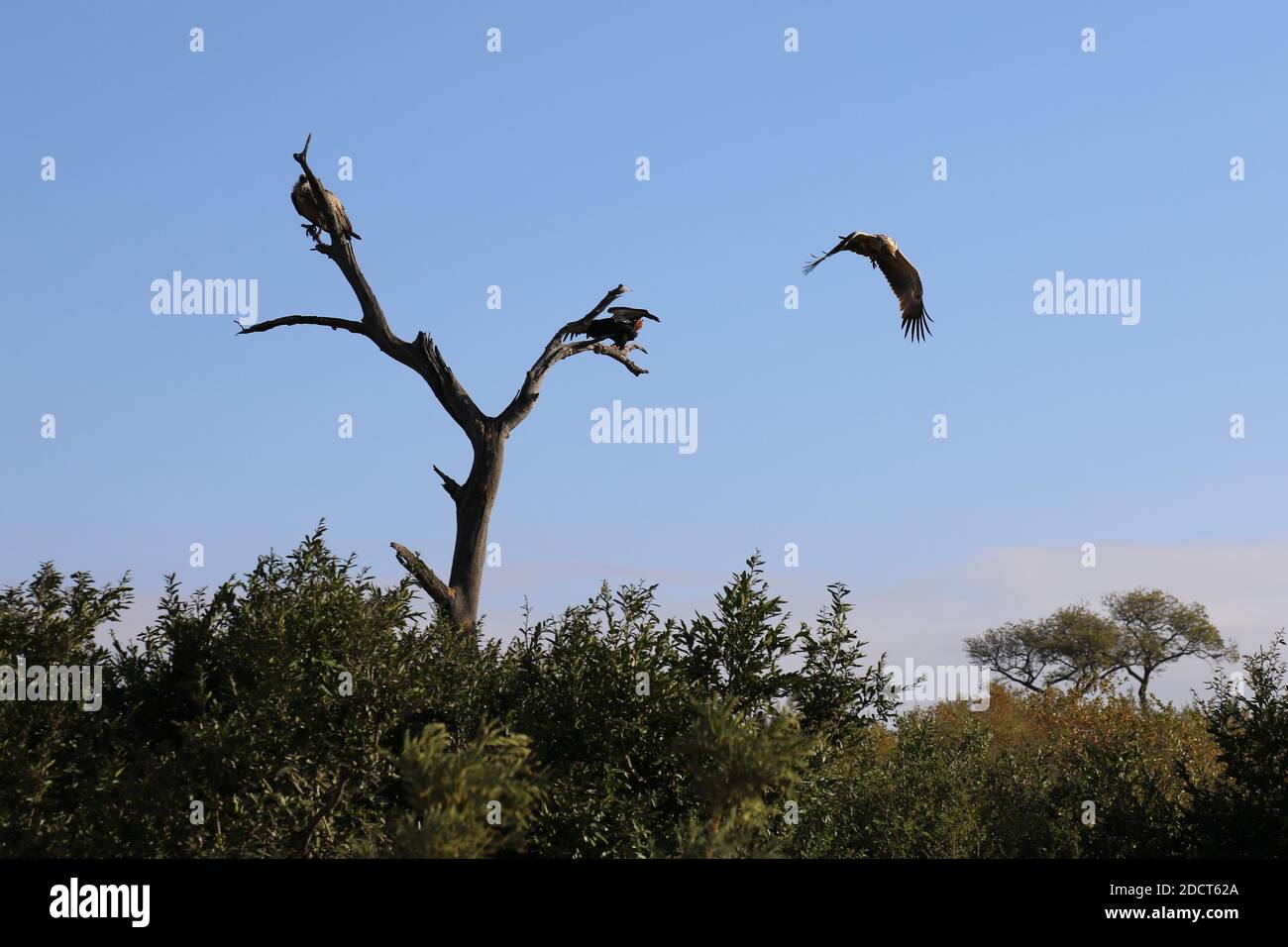 Afrika Tiere Tierwelt Natur Stockfoto