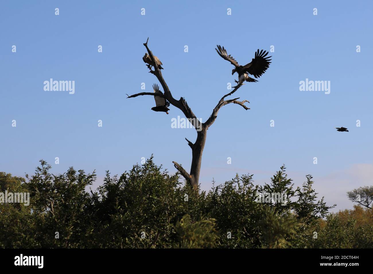 Afrika Tiere Tierwelt Natur Stockfoto