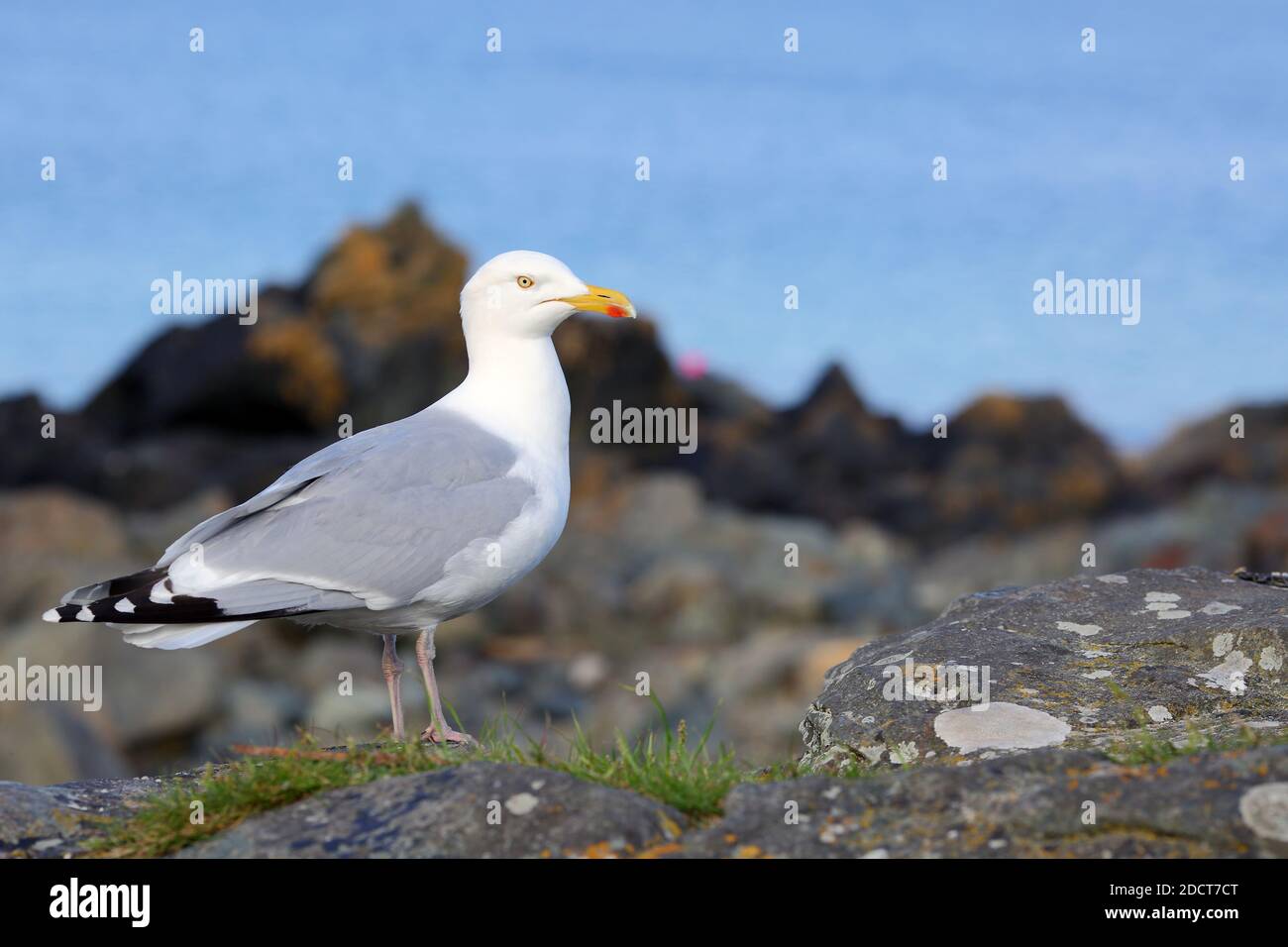 Ein Nahaufnahme-Profilbild einer Heringmöwe, Larus argentatus, zeigt die volle Seitenansicht. Stockfoto