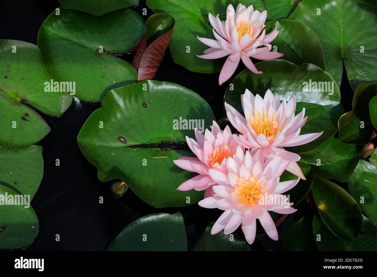 Carolina Queen Lotus (Nelumbo nucifera) im Botanischen Garten der Universität, Cape Winelands, Western Province, Südafrika. Stockfoto