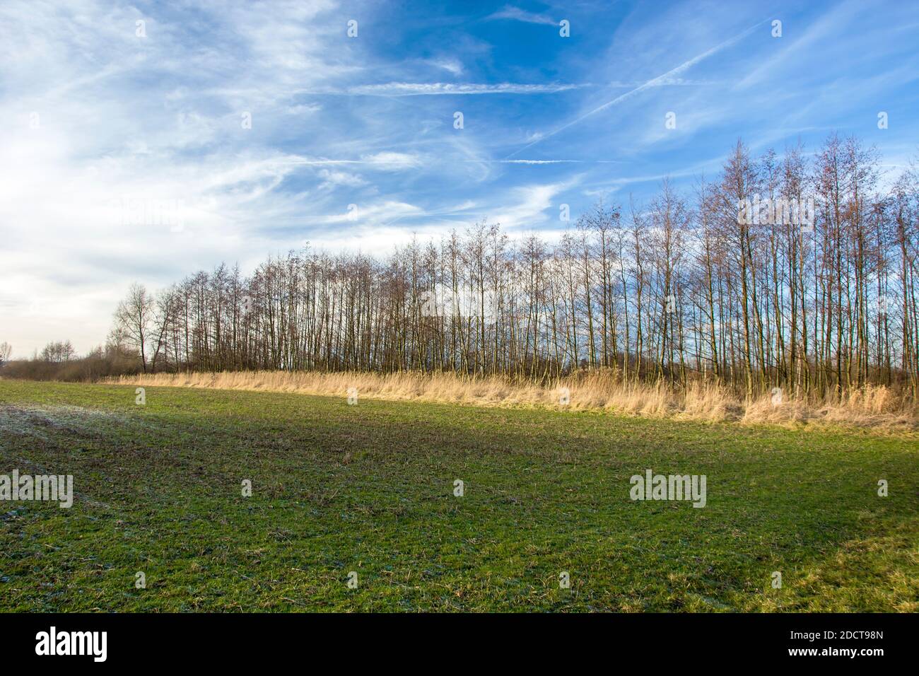 Grünes Feld, blattlose Bäume in einer Reihe am Horizont Stockfoto
