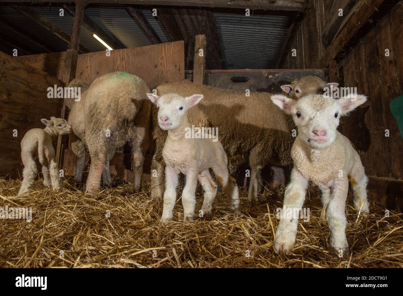 Preston, Lancashire, Großbritannien. November 2020. Umfrage Dorset Mutterschafe mit Lämmern in der Nähe von Preston, Lancashire, Großbritannien. Die fruchtbare Schafrasse sind in der Lage Lambing das ganze Jahr über und kann drei Kulturen von Lämmern alle zwei Jahre produzieren. Kredit: John Eveson/Alamy Live Nachrichten Stockfoto
