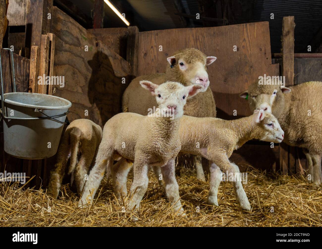 Preston, Lancashire, Großbritannien. November 2020. Umfrage Dorset Mutterschafe mit Lämmern in der Nähe von Preston, Lancashire, Großbritannien. Die fruchtbare Schafrasse sind in der Lage Lambing das ganze Jahr über und kann drei Kulturen von Lämmern alle zwei Jahre produzieren. Kredit: John Eveson/Alamy Live Nachrichten Stockfoto