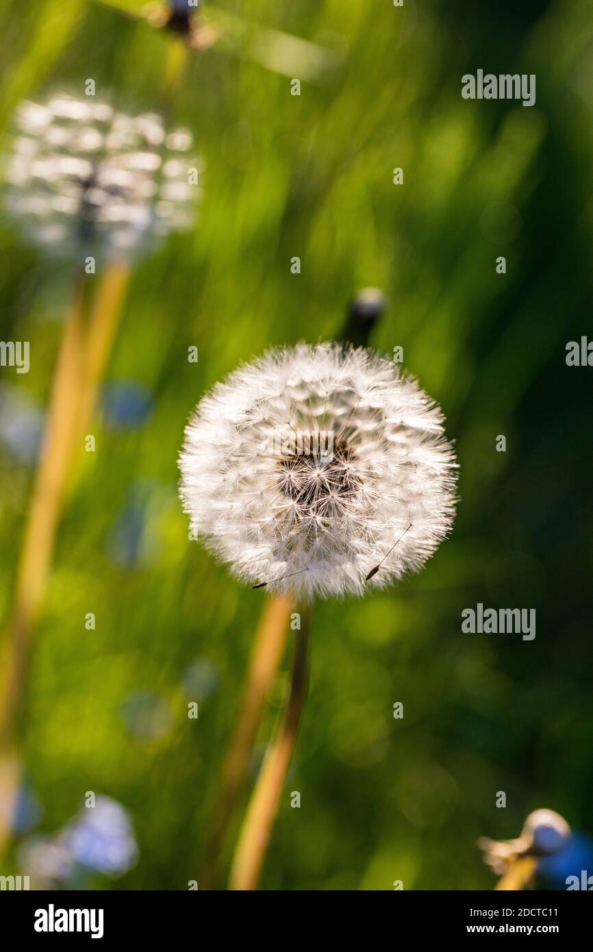 Löwenzahn (Taraxacum officinale) Maskros Stockfoto