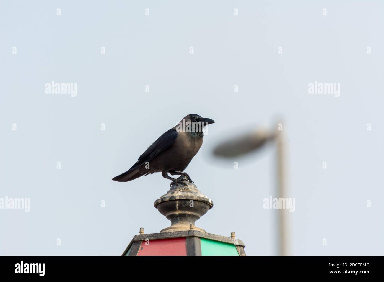 Eine schwarze Krähe auf der Straßenlaterne in Abu Dhabi, Vereinigte Arabische Emirate Stockfoto