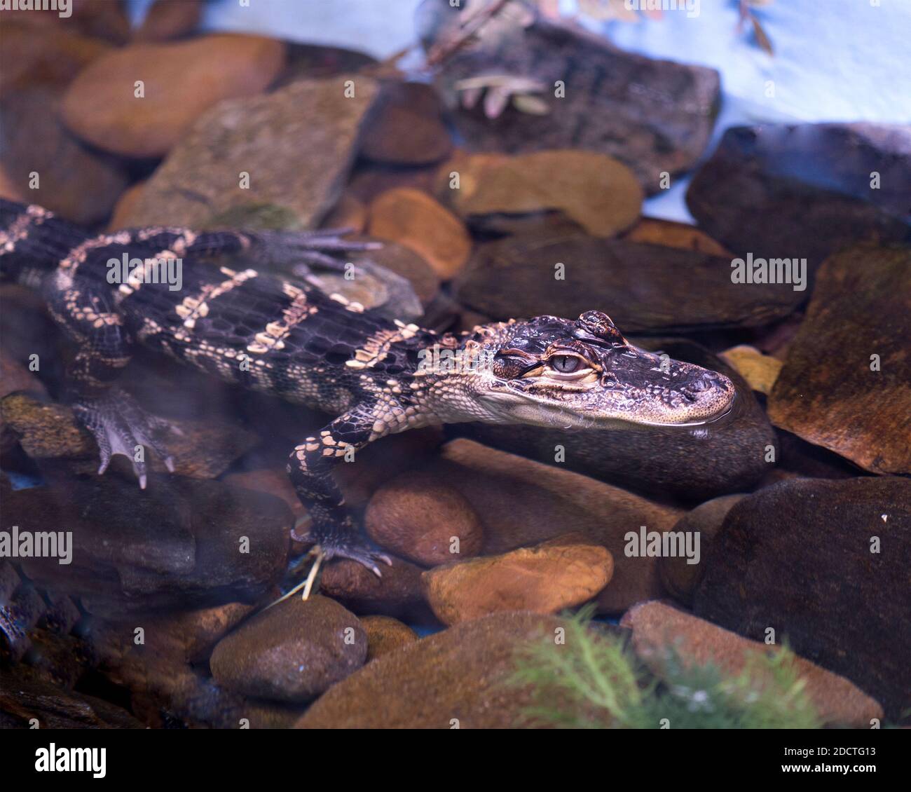 Alligatorbaby im Wasser sitzend, den Kopf, die Augen, den Körper, die Füße, die Pfoten, die Krallen freizulegen. Baby Alligator. Alligator Stock Fotos. Bild. Bild. Hochformat. Stockfoto