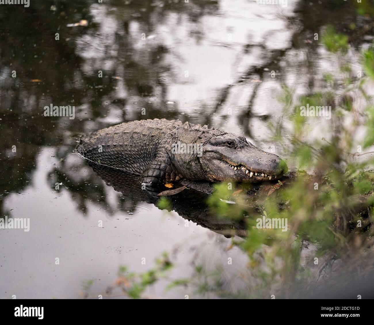 Alligator ruht auf einem Wasserspeicher, der Körper, Kopf, Auge, Zähne zeigt und seinen Lebensraum und seine Umgebung genießt. Alligator Stock Fotos. Bild. Bild. Stockfoto