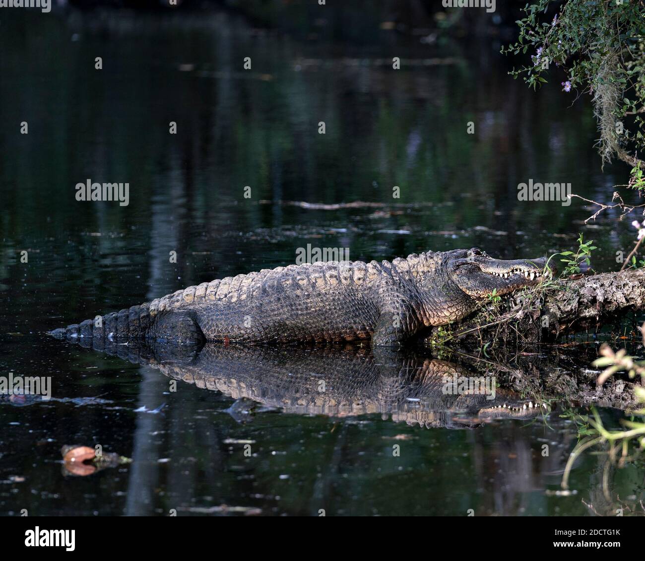 Alligator ruht auf einem Baumstamm am Wasser mit einer Reflexion, die seinen Körper, Zähne, Kopf, Schwanz, Füße, in seinem Lebensraum und Umgebung. Krokodilmaterial Stockfoto