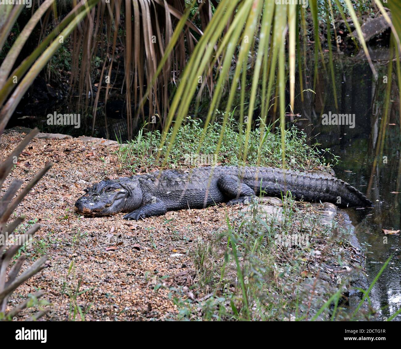 Alligator Nahaufnahme Profil Ansicht Ruhe am Wasser zeigt Körper, Kopf, Schwanz, Füße, und genießen Sie seinen Lebensraum und die Umwelt. Alligatorfoto. Stockfoto