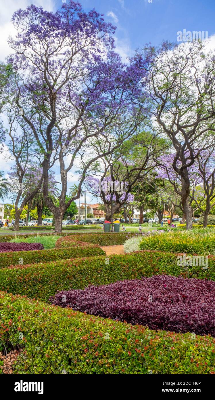 Blühende Jacaranda-Bäume in voller Blüte im Hyde Park Perth Western Australia. Stockfoto