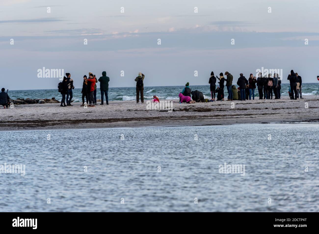 15. November 2020 - Falsterbo, Schweden: Die Menschen beobachten und fotografieren eine Seehundkolonie. Viele nutzen die Gelegenheit, die Natur zu erleben und dabei soziale Distanz während der Corona-Zeit zu bewahren Stockfoto