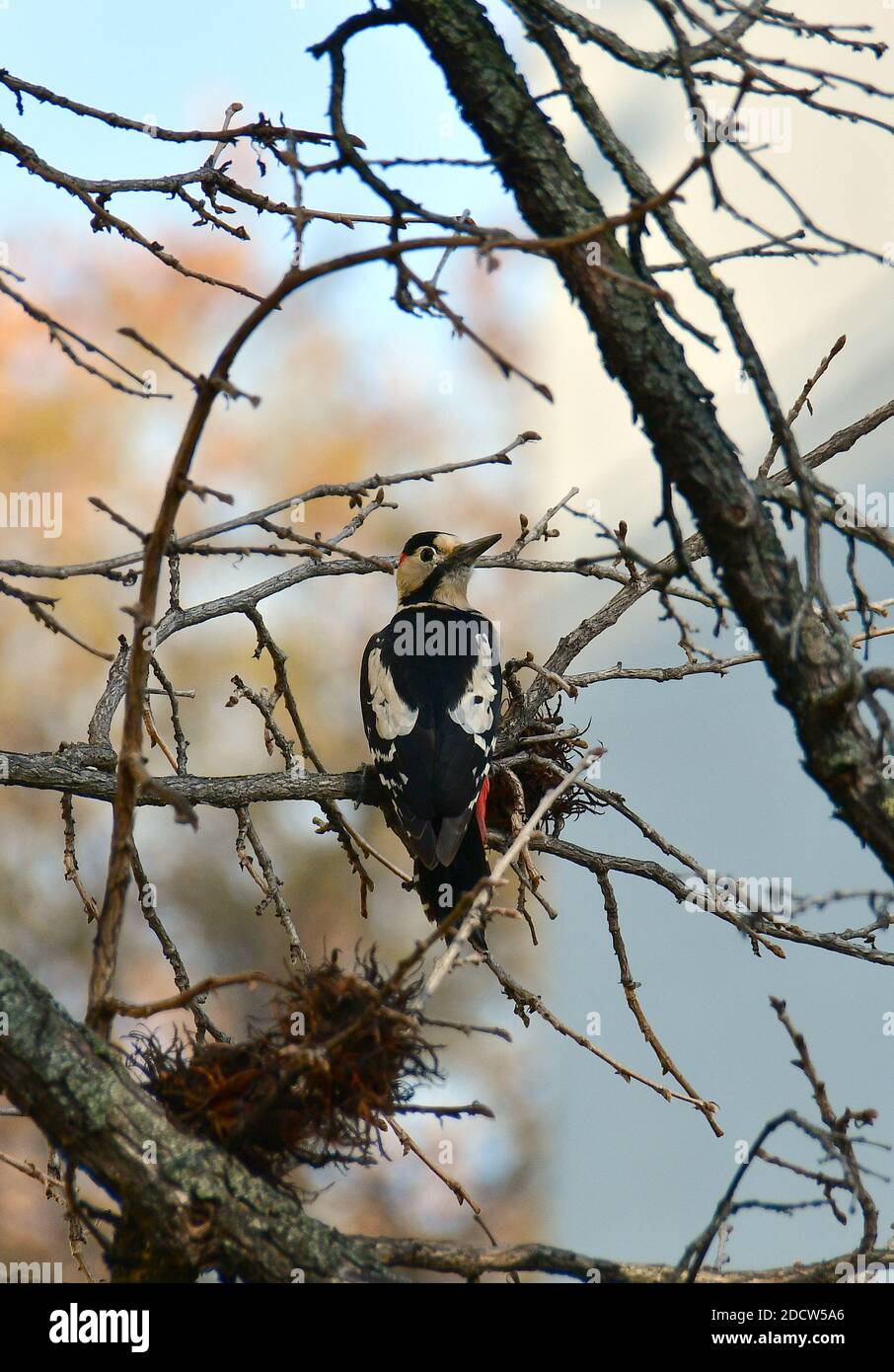 Syrischer Spechte, Blutspecht, PIC syriaque, Dendrocopos syriacus, balkáni fakopáncs, Budapest, Ungarn, Magyarország, Europa Stockfoto