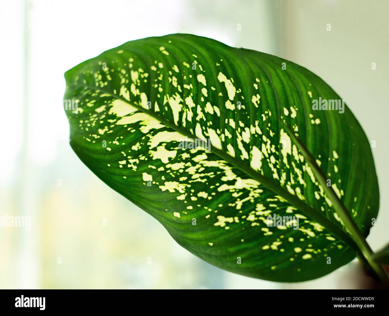 Ein Dieffenbachia Blatt. Nahaufnahme. Grünes großes Blatt mit gelben Flecken. Stockfoto
