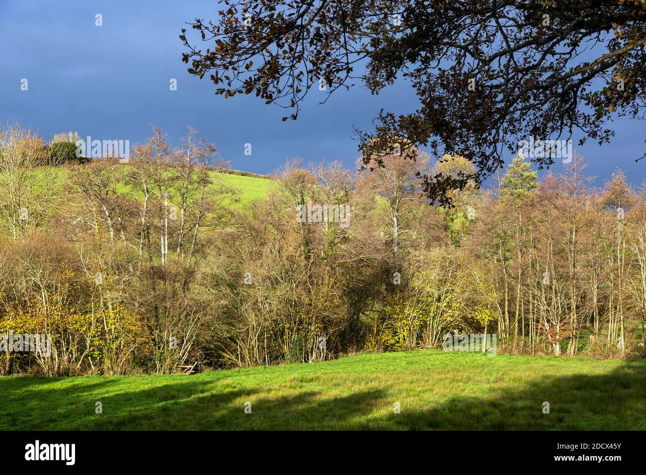 Luftbild, landwirtschaftliches Feld, Österreich, Schönheit, Stadt, Wolke - Himmel, Farbbild, Kopierraum, Kurve, Drohnenblick, Europäische Alpen, Bauernhof, Überschwemmung P Stockfoto