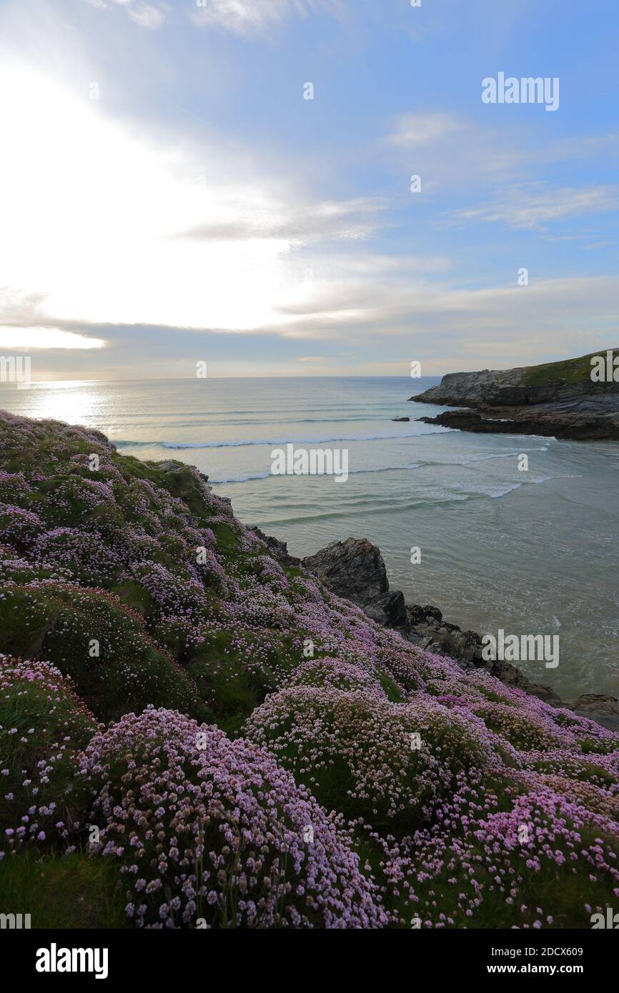 Klippe mit Meer rosa mit Blick auf die Südwestküste Pfad, Watergate Bay. Newquay, Cornwall, England, Großbritannien. Stockfoto