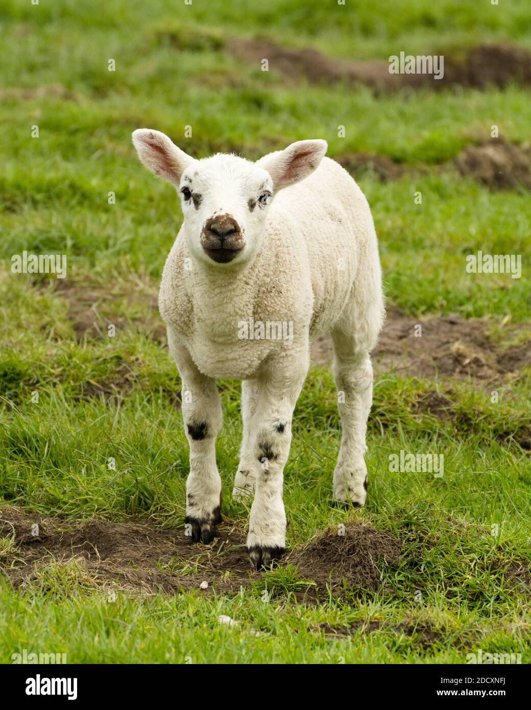 Niedliches Lamm stand im ländlichen Feld. Stockfoto