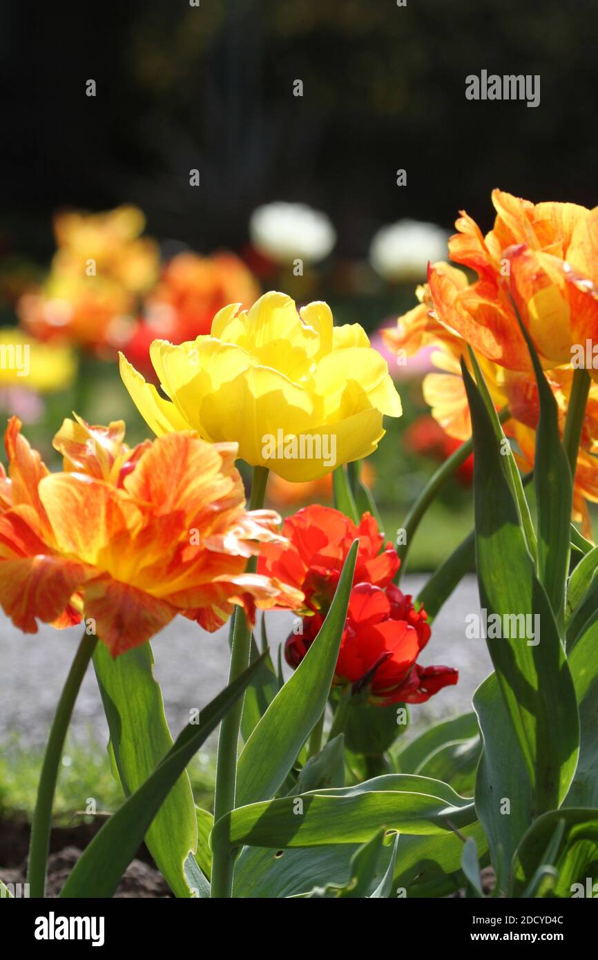 Belleisle Park, Ayr, Ayrshire, Schottland.Blumenbeete in South Ayrshire Rat gepflegt Wandgarten, die die lokale Behörde nach Ad pflegen Stockfoto