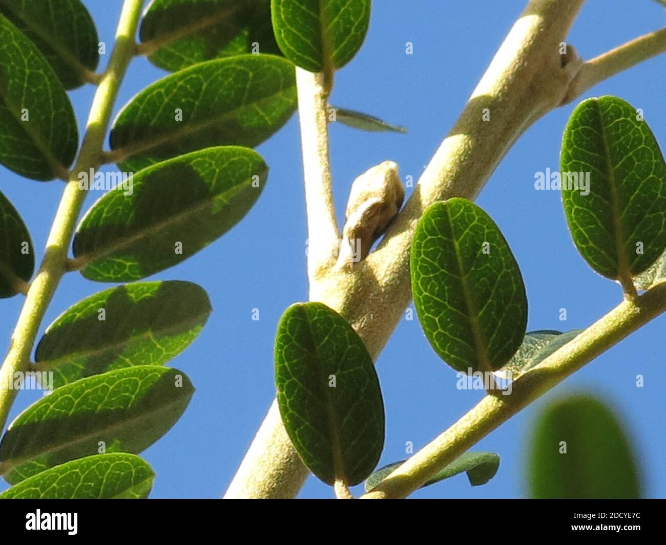 Abstraktes Foto von Blattwerk gegen den blauen Himmel: Nahaufnahme des immergrünen Strauches Sophora, zeigt einen Stamm der dunkelgrünen, geäderten, glänzenden Blätter Stockfoto