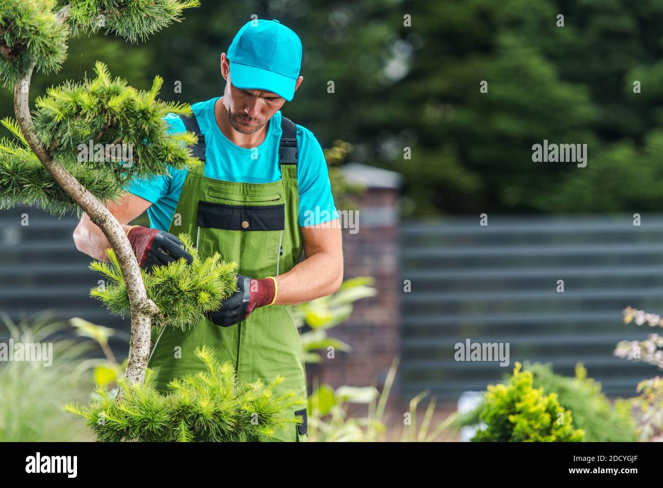 Wohn-Garten Garten Wartung durch Pro Gardener durchgeführt. Zierbaumbäste Trimmen. Stockfoto