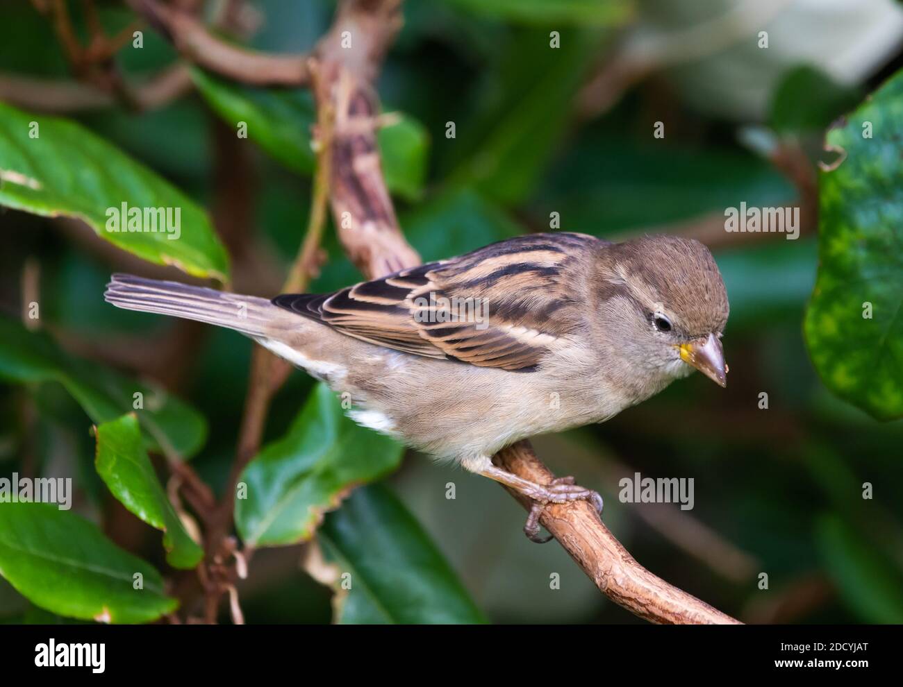 Seitenansicht eines weiblichen Haussparrow-Vogels (Passer domesticus) auf einem Zweig in einem Busch im Herbst in West Sussex, England, Großbritannien. Stockfoto