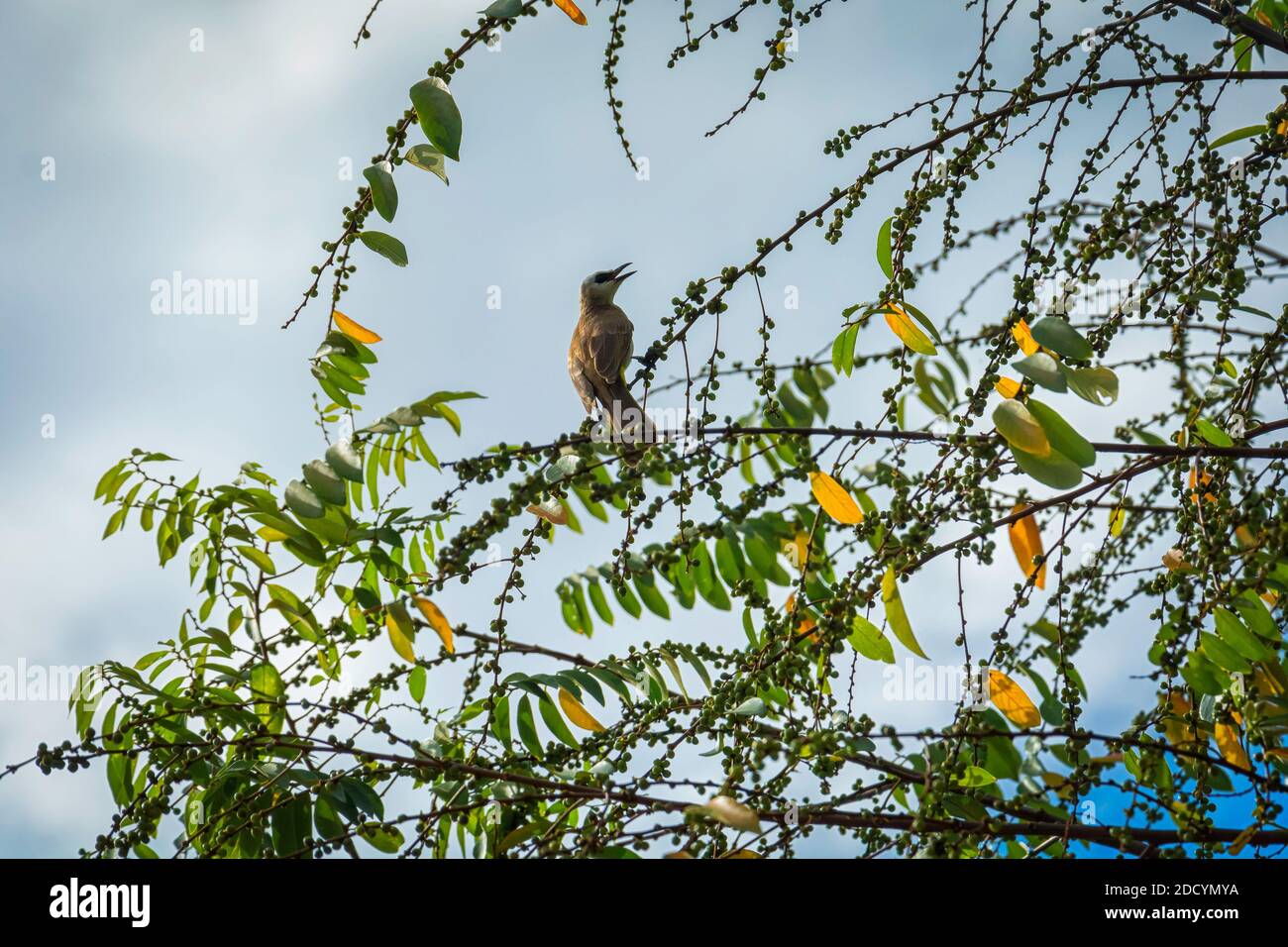 Lokaler Vogel von Malaysia Fütterung von wilden Beeren wachsen im Hinterhof. Der gelb-belüftete Bulbul frisst Beeren und kleine Früchte. Stockfoto