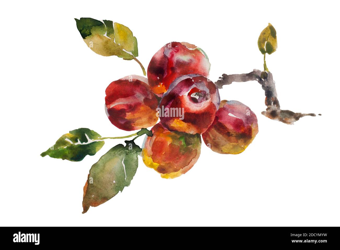 Rote Äpfel Büschel auf dem Baum Zweig original Aquarell auf Abbildung mit isoliertem Papier Stockfoto