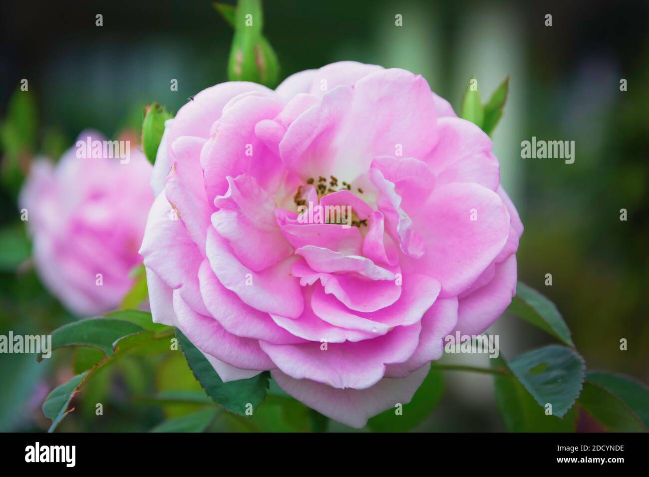 Rosenpflanze in unserem Garten in voller Blüte. Stockfoto