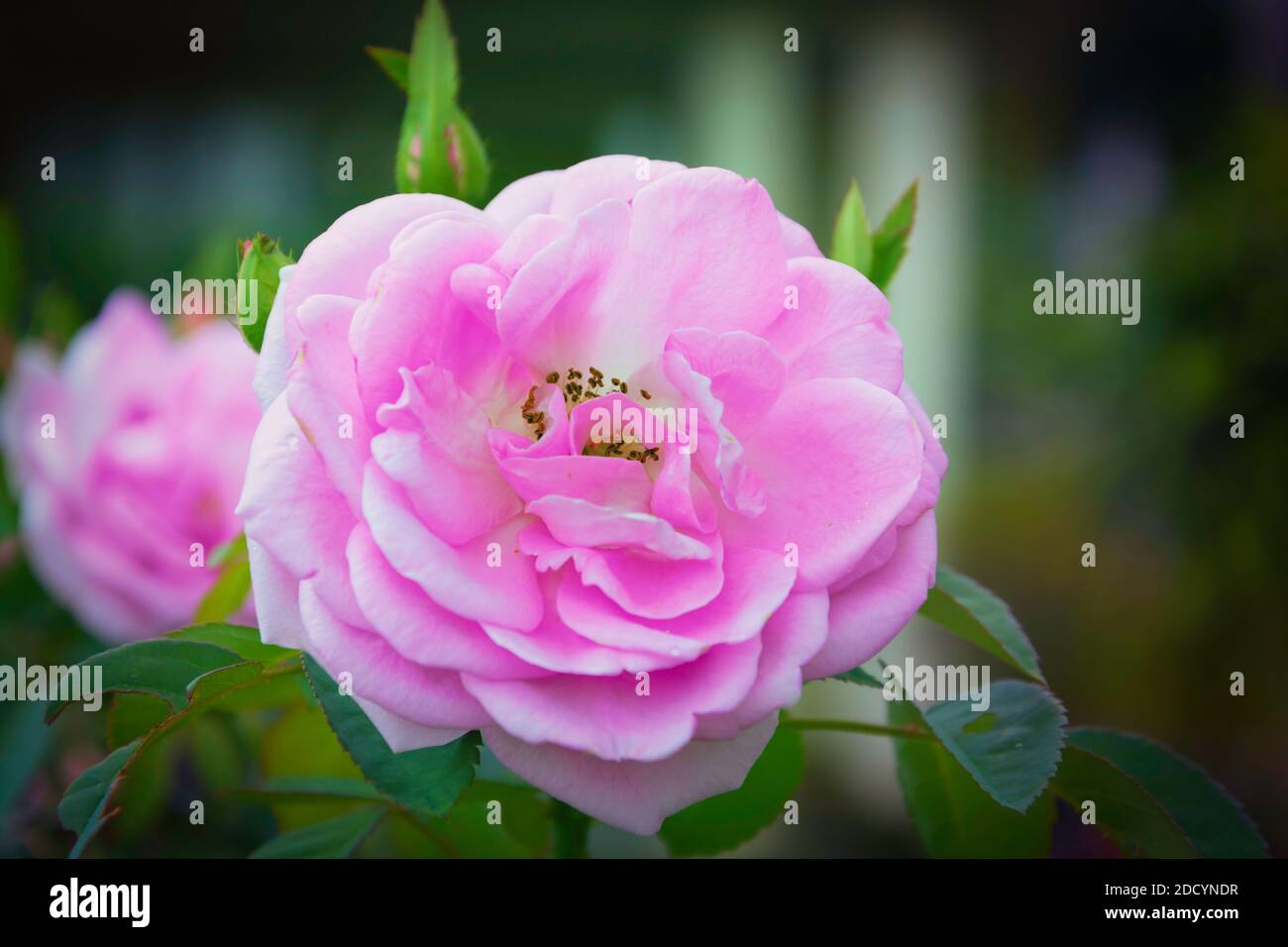 Rosenpflanze in unserem Garten in voller Blüte. Stockfoto